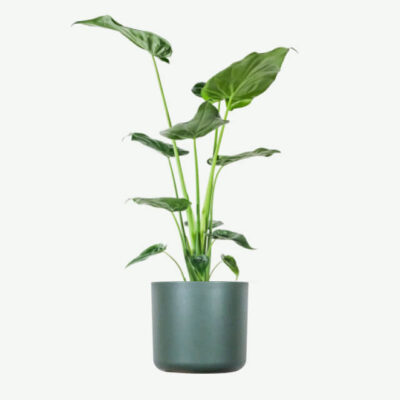 plants ecommerce product featured img 17