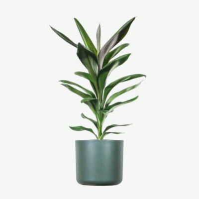 plants ecommerce product featured img 20